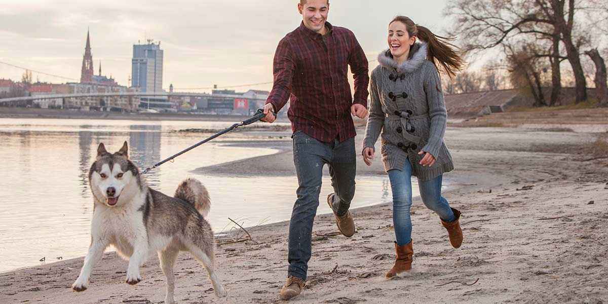 Hero image voor artikel:  Tips om veilig je hond te vervoeren