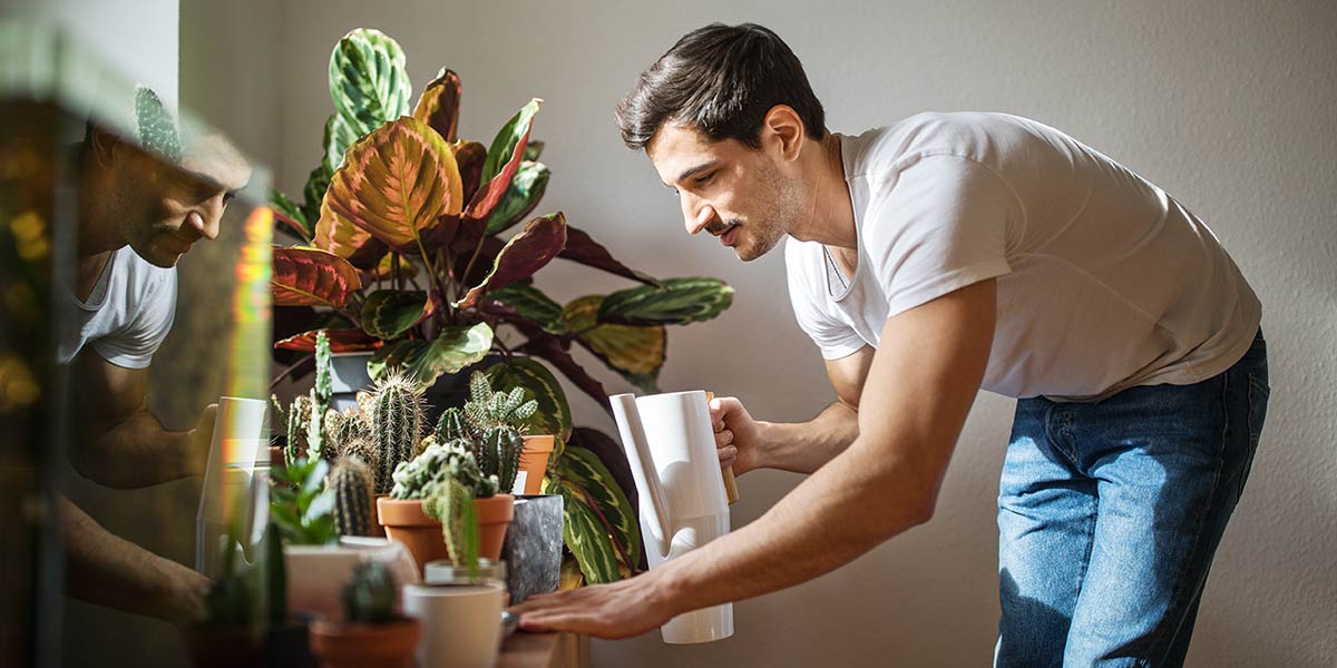 Hero image voor artikel:  Kamerplanten voor een knusse herfstsfeer: 10 sfeermakers in warme tinten